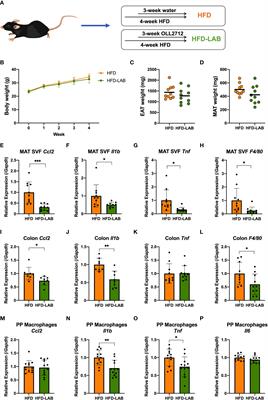 Orally administered Lactiplantibacillus plantarum OLL2712 decreased intestinal permeability, especially in the ileum: Ingested lactic acid bacteria alleviated obesity-induced inflammation by collaborating with gut microbiota